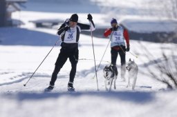 Lenk 2013